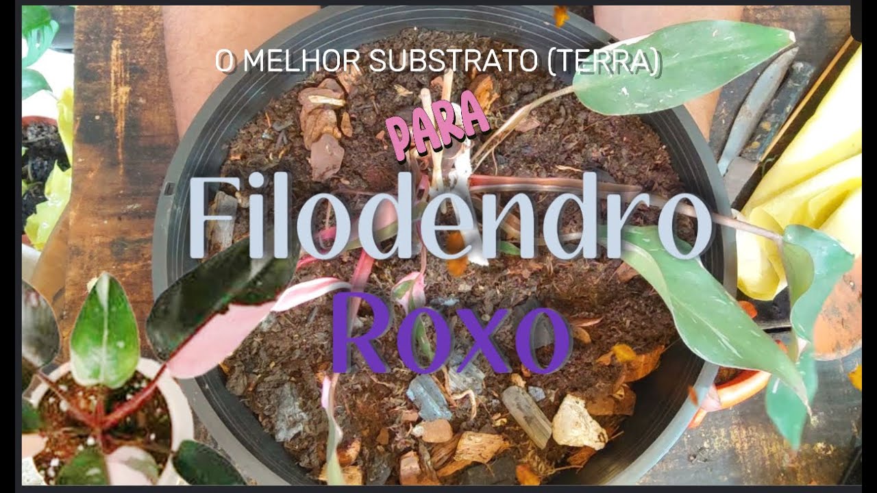 O Melhor Substrato  (Terra) Para Filodendro Roxo e Suas Variações. #plantasejardim #jardimemvasos