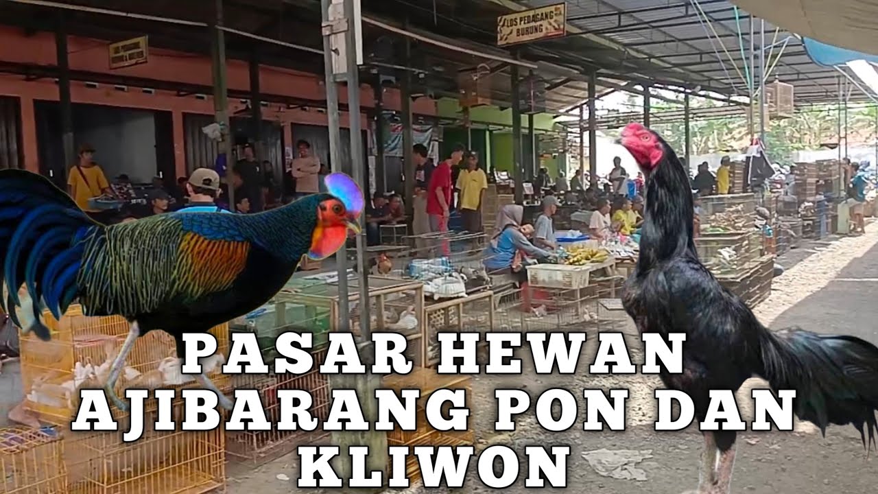 REVIEW PASAR HEWAN AJIBARANG PON & KLIWON