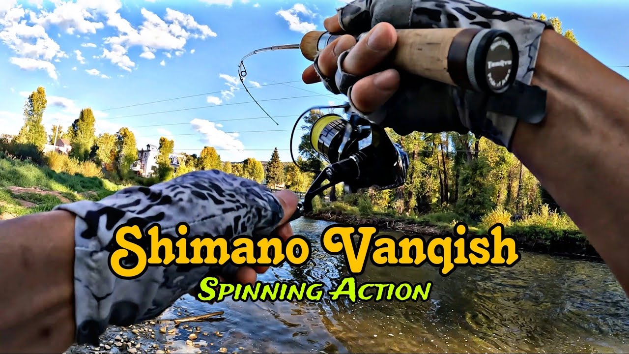 Sizzling Reel Action! Shimano Vanquish Reel Meets Colorado Trout