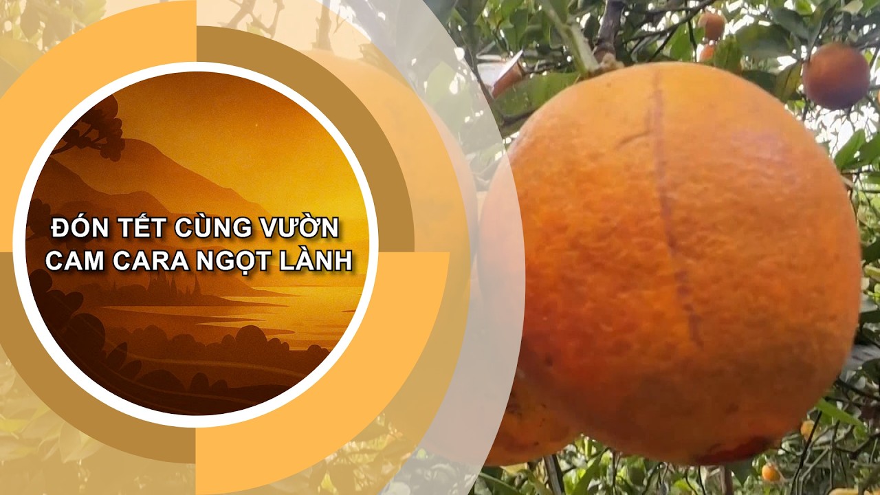 ĐÓN TẾT CÙNG VƯỜN CAM CARA NGỌT LÀNH