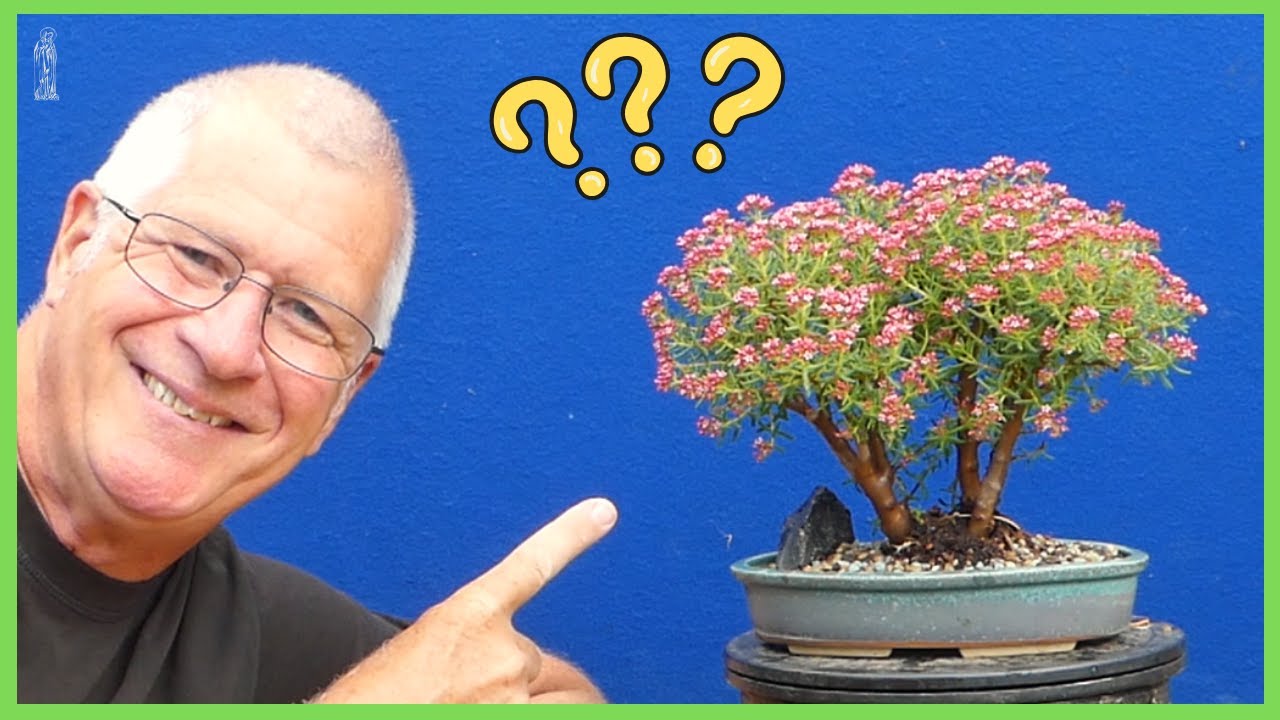 The BEST Bonsai to Grow in 2025 – My Indoor / Outdoor Favourite!