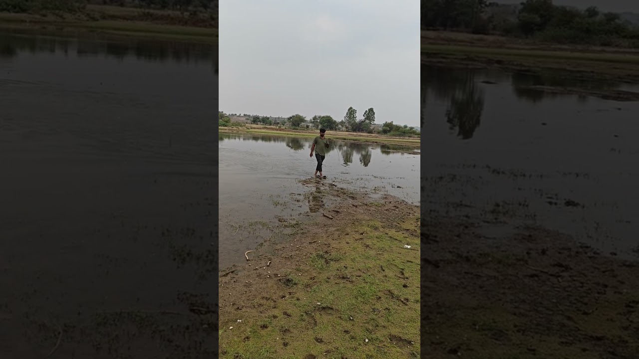 New Video Snakehead Fish Catch || Murral Fishing