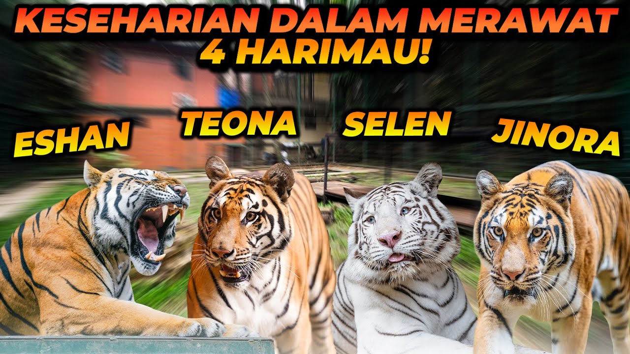 APAKAH MERAWAT HARIMAU ITU SUSAH? BEGINI KESEHARIAN MERAWAT HARIMAU!