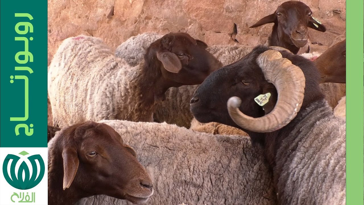 سُلالة الأغنام 