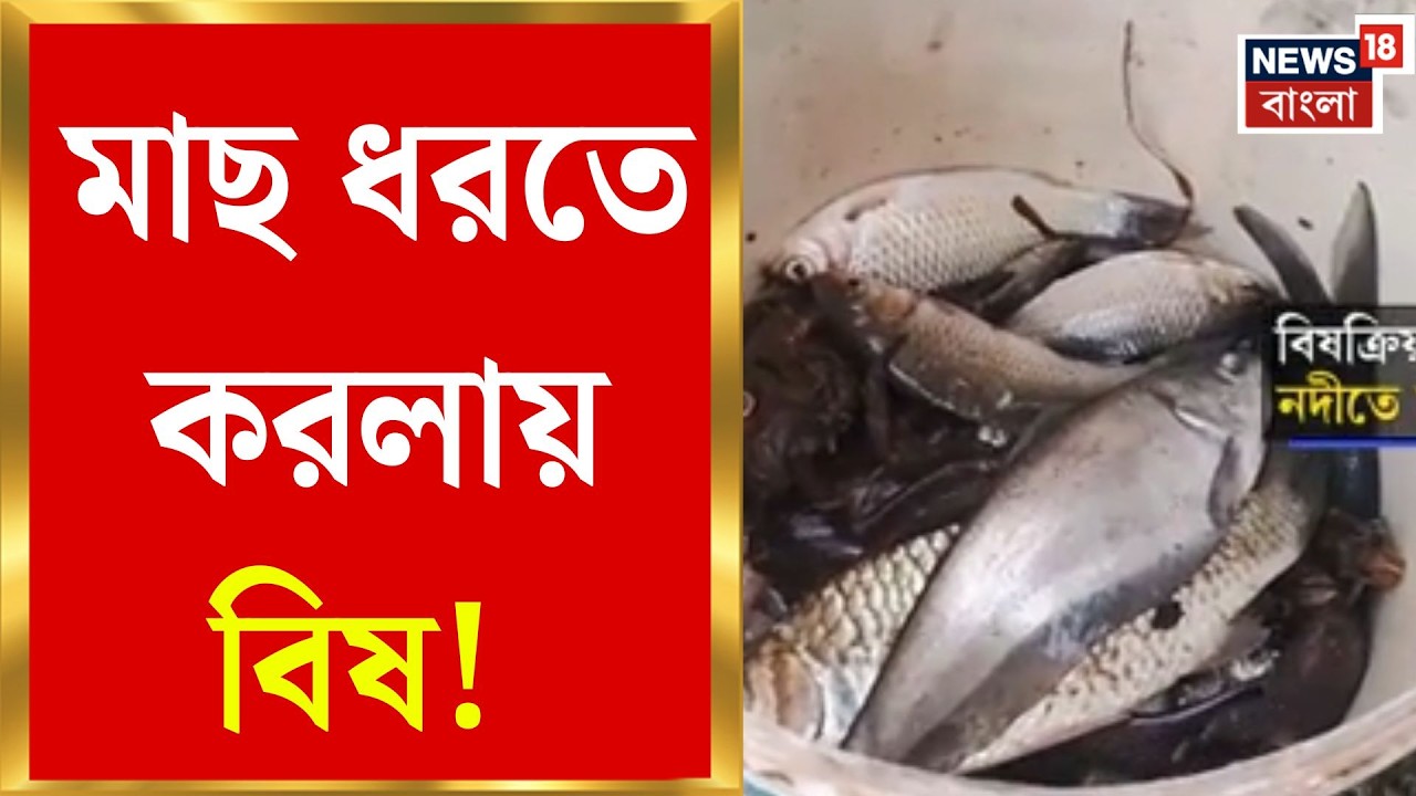 Jalpaiguri News | করলা নদীতে ভয়াবহ মাছের মড়ক! বিষক্রিয়ার প্রমাণ পেল মৎস্য দফতর | Bangla news