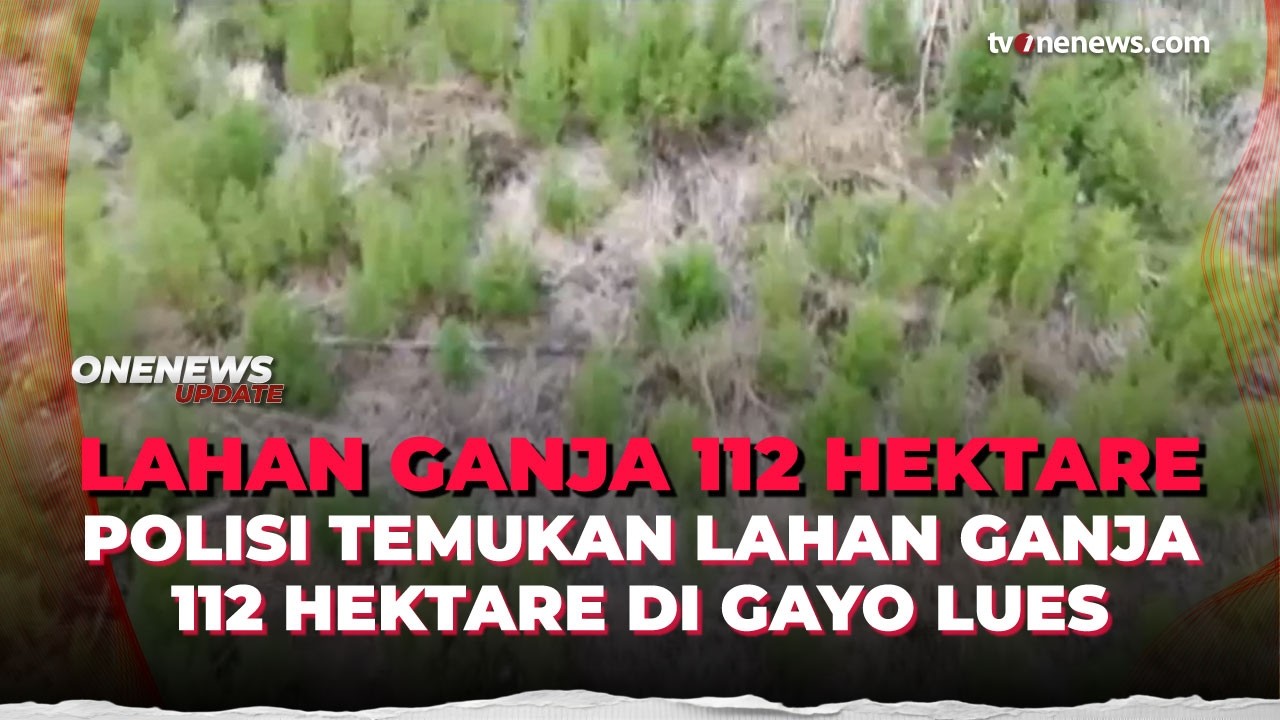 Polres Gayo Lues Musnahkan 168 Ton Ganja Siap Panen Hasil Penggerebekan Ladang | OneNews Update