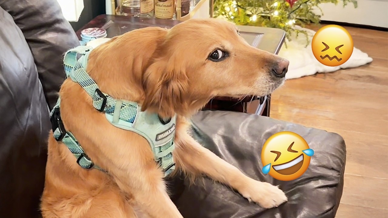 I dare you not to LAUGH at these FUNNY DOGS 😁🦮 - Best Funny Animals Videos 2025 #255