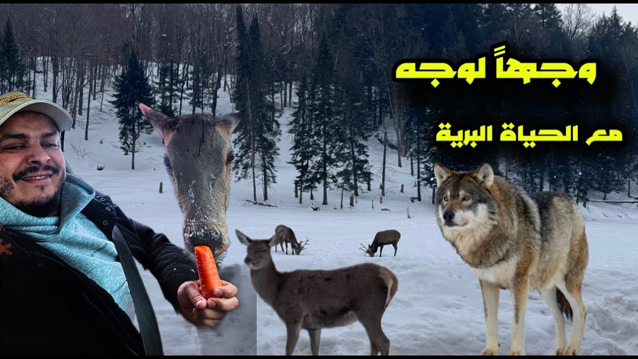 الحَيَاةُ البَرِّيَّةُ فِي كَنَدَا 🫎🐺حَيَوَانَاتُ كَنَدَا كَمَا لَمْ تَرَهَا مِنْ قَبْل