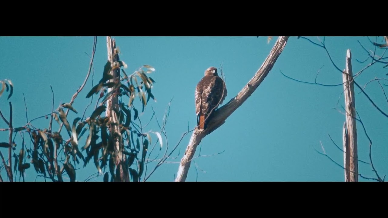 calming winter bird footage.