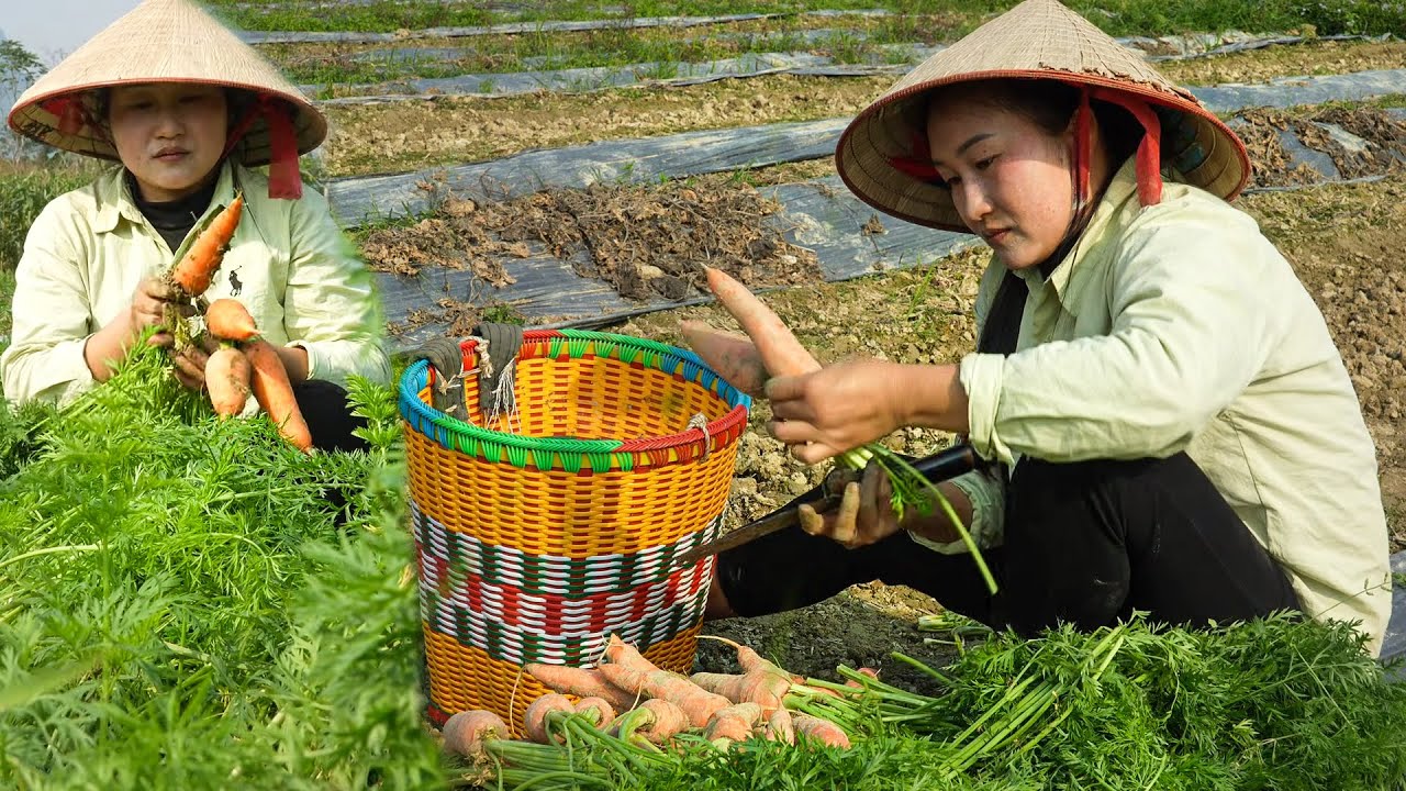 A Day of Harvesting Carrots, Taking Them to Market and Cooking Traditional Braised Fish with Carrots