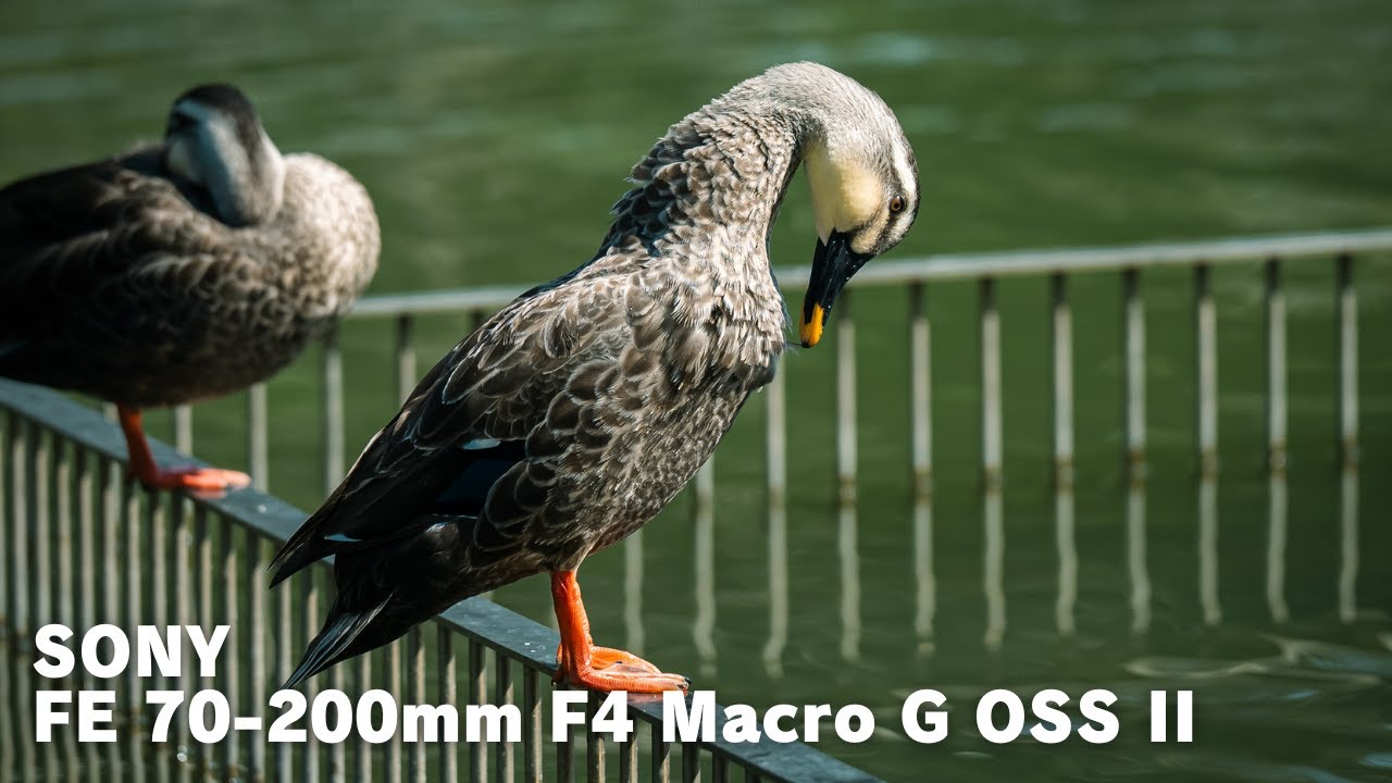 SONY FE 70-200mm F4 Macro G OSS II & &alpha;7SIII / Cinematic Video / SEL70200G2 / 静岡県 / 藤枝市 / 蓮華寺池公園