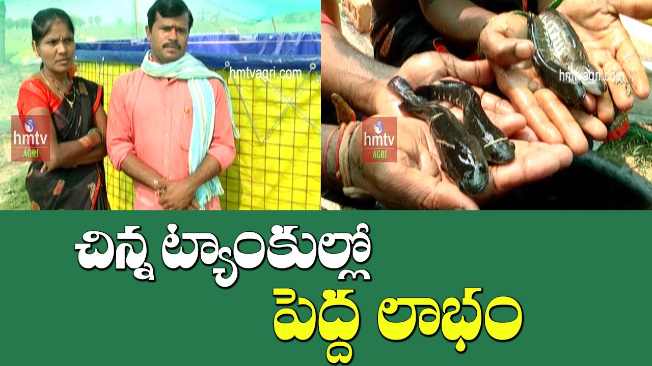 చిన్న ట్యాంకుల్లో పెద్ద లాభం ! | Fish Cultivation in Tank By Couple | hmtv Agri