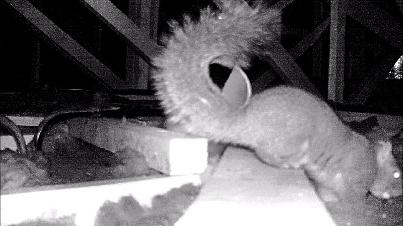 A18 Squirrel trap with ABM Pest Control