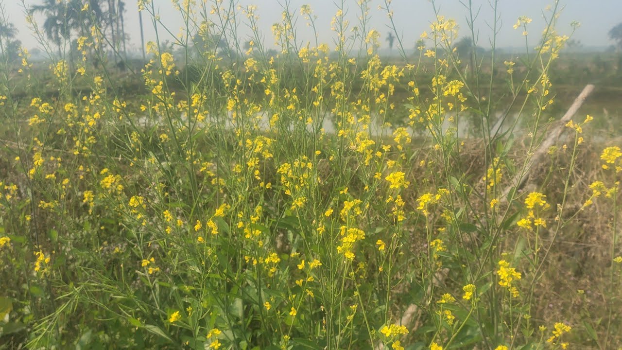 বনানীর বৈচিত্র্য is live