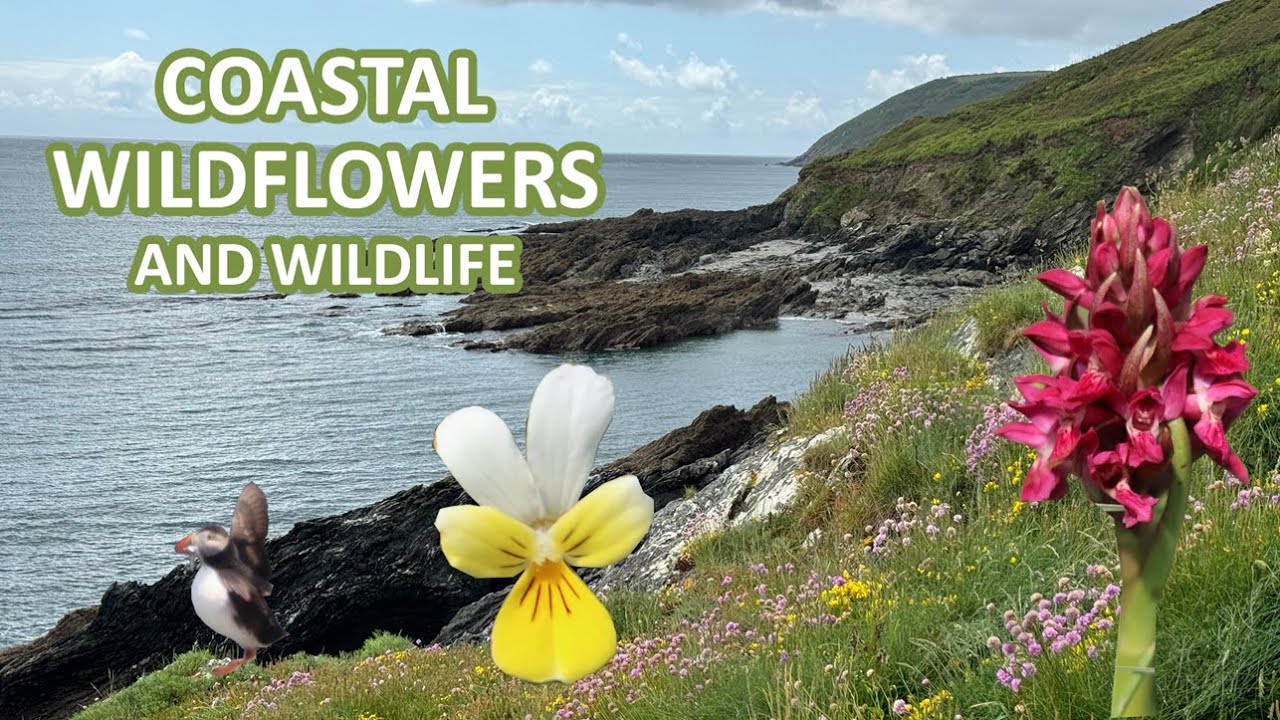 Coastal Wildflowers and Wildlife | South West Coast Path