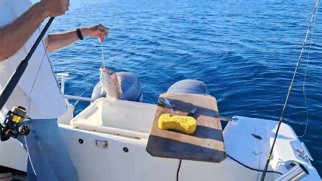 December 2025. Young Snapper caught and released.