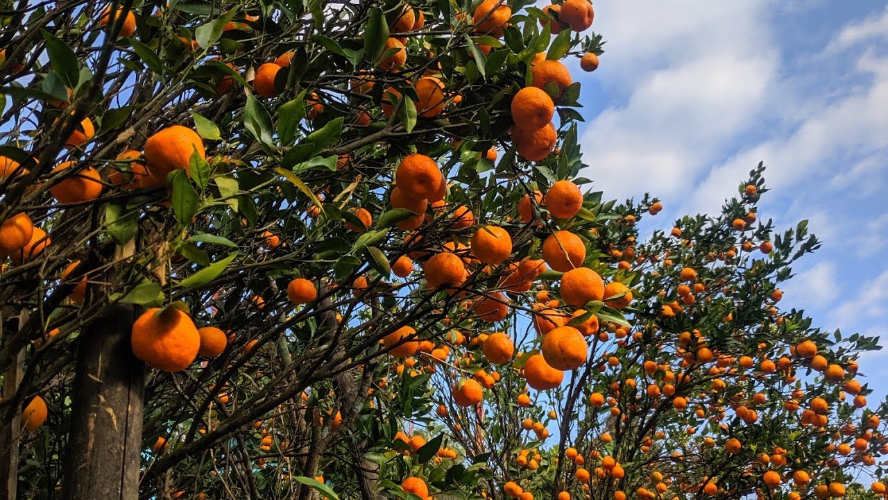 A day in Darjiling's mountain 🏔️