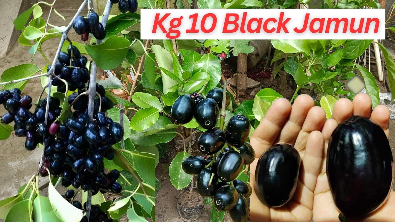 Kg10 Jamun//Thai king black Jamun  full information || থাই কিং জামের অরিজিনাল চারা কিভাবে চিনবেন?