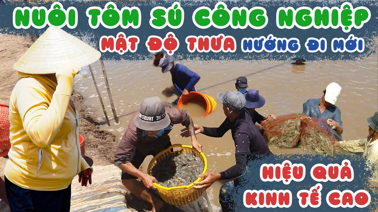 Nuôi Tôm Sú Công Nghiệp Mật Độ Thưa, Hướng Đi Mới Hiệu Quả Kinh Tế Cao - Tôm Giống Gia Hóa Bình Minh