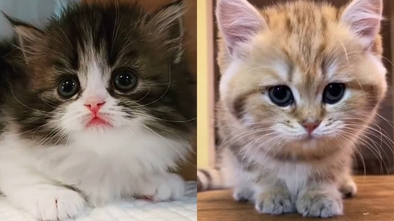 En Sevimli Yavru Kediler - K&uuml;&ccedil;&uuml;k Kediler - Yavru Kedi Videoları 4