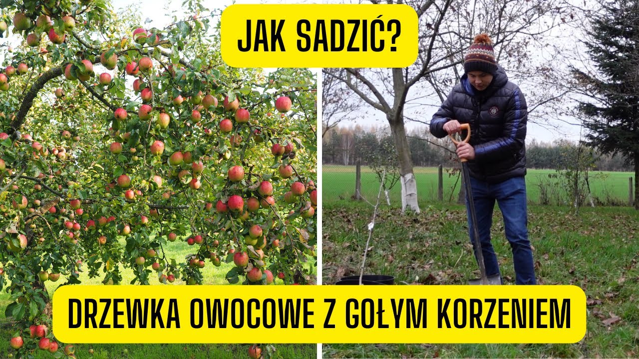 Jak sadzić drzewka owocowe z gołym korzeniem? Zasady zakupu i sadzenia
