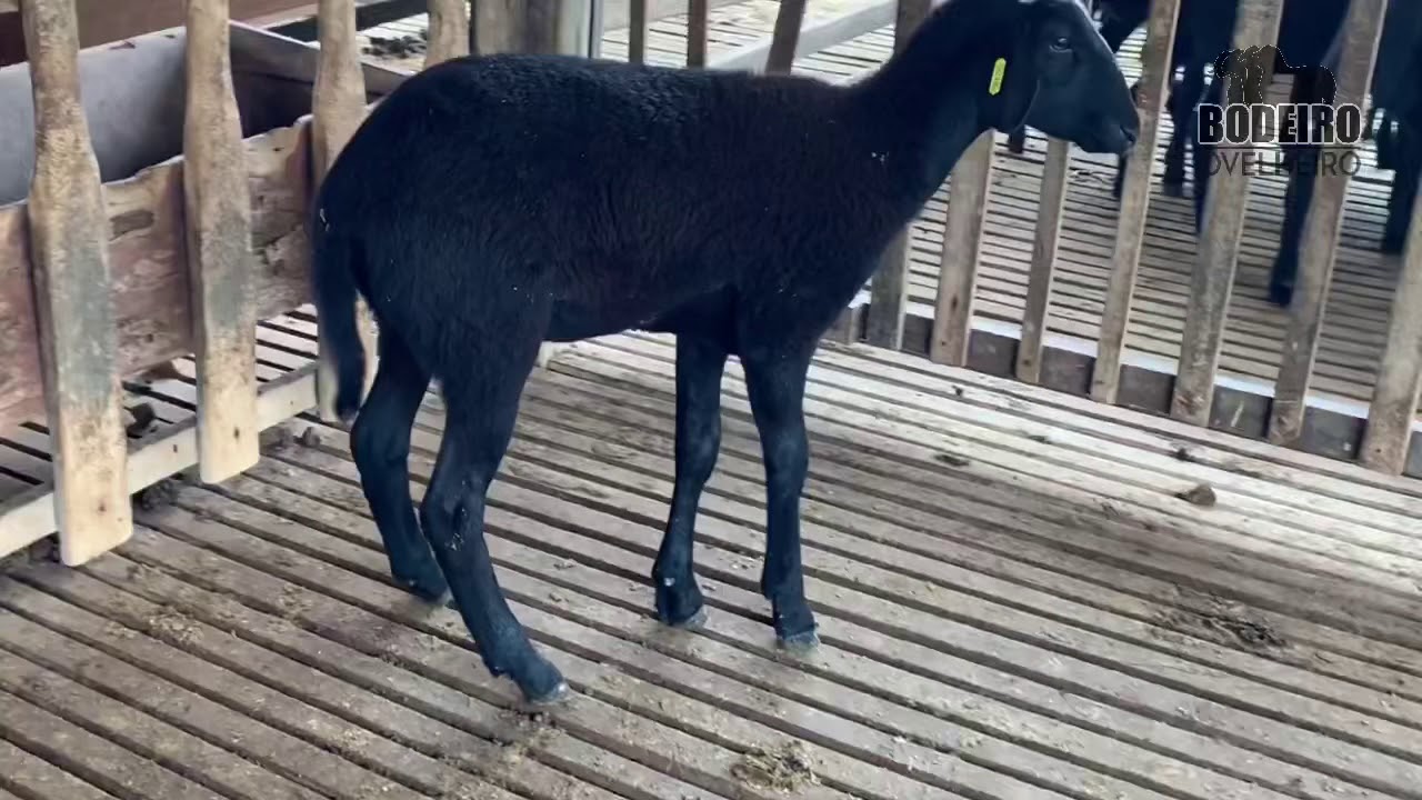 Tratamento de contusão de pata de ovelha