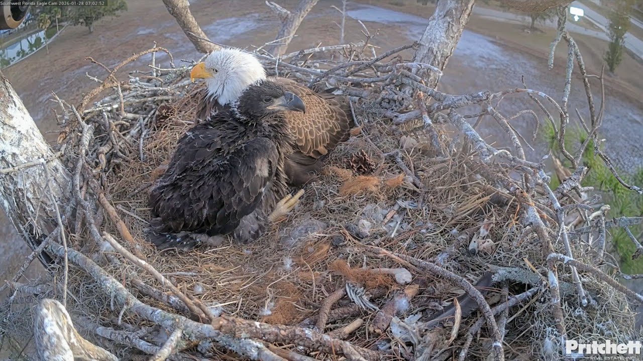 SWFL EAGLE CAM 2026.1.28 A cold morning. E26 snuggles up close to Mum.