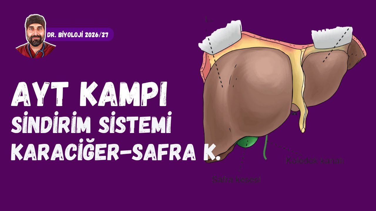 Sindirim Sistemi Karaciğer ve Safra Kesesi | Dr. Biyoloji | AYT Dönem 2026 - 2027