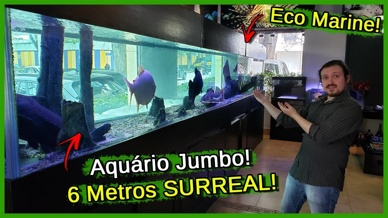 Encontrei um Aquário Jumbo de 6 METROS Surreal! - Eco Marine