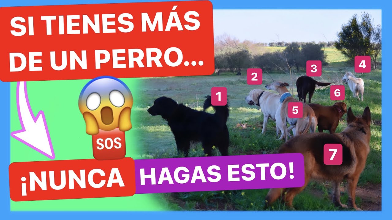5+1 CONSEJOS a tener en cuenta si TIENES MÁS DE UN PERRO ⚠️ - ¿Cómo EDUCAR una MANADA? 🤯