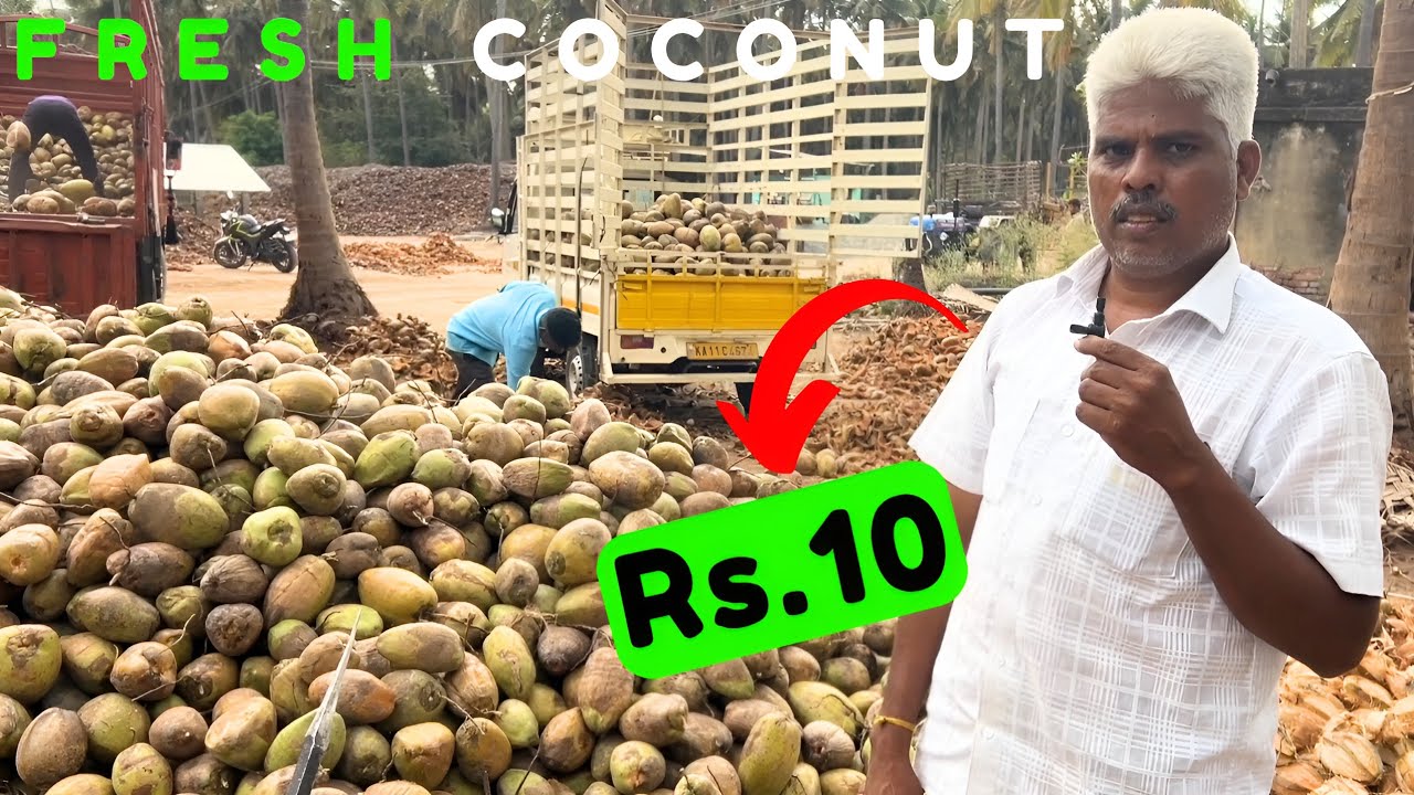 🌴Green Coconut wholesale supplier..!