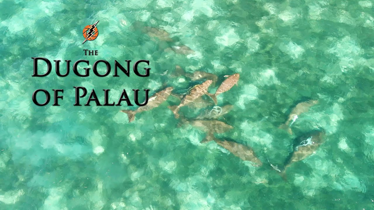 Dugongs in Palau.  Aerial Stock footage.