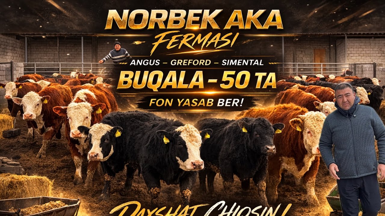 NORBEK AKA FERMASI ANGUS GREFORD BUQALA KELDI 100 TA NARXLAR 2 mln KAMIGA ARZON AYTILA