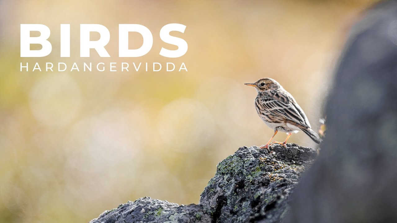Hardangervidda | Bird Photography with 400mm f/2.8 | Ep 60 MP