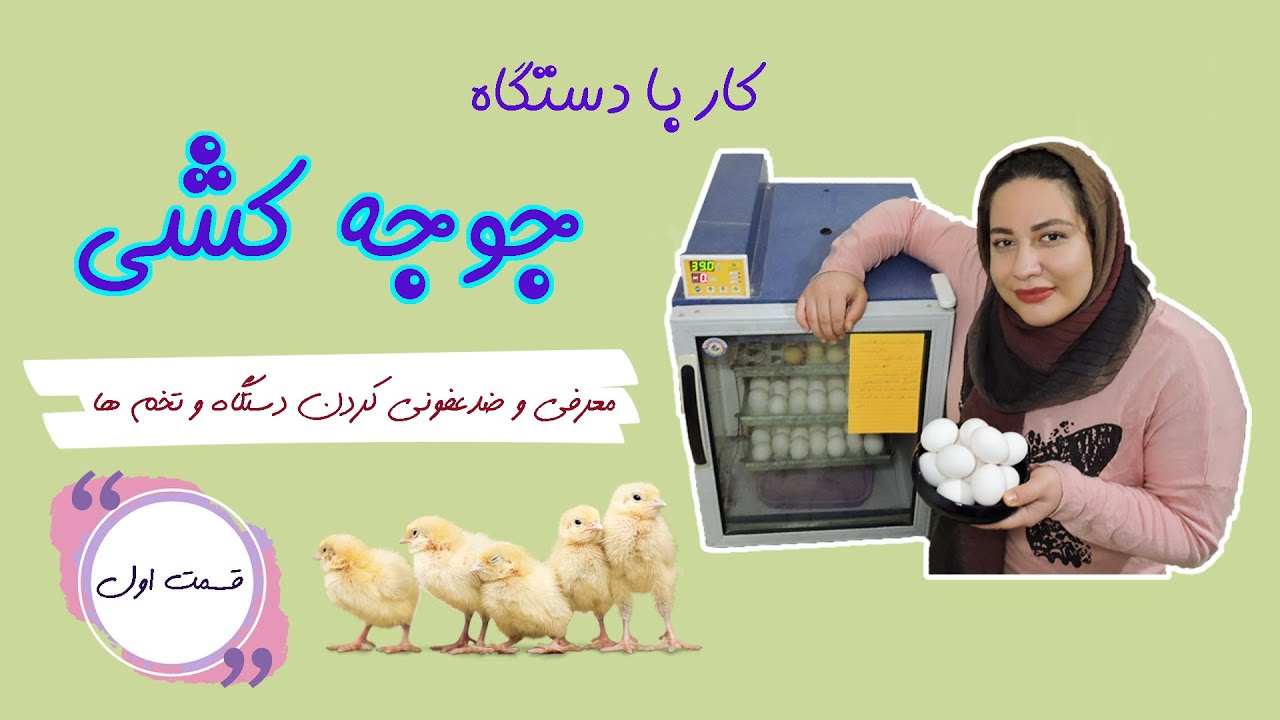 کار با دستگاه جوجه کشی (قسمت اول) | توضیحات کلی و ضدعفونی کردن دستگاه و تخم ها