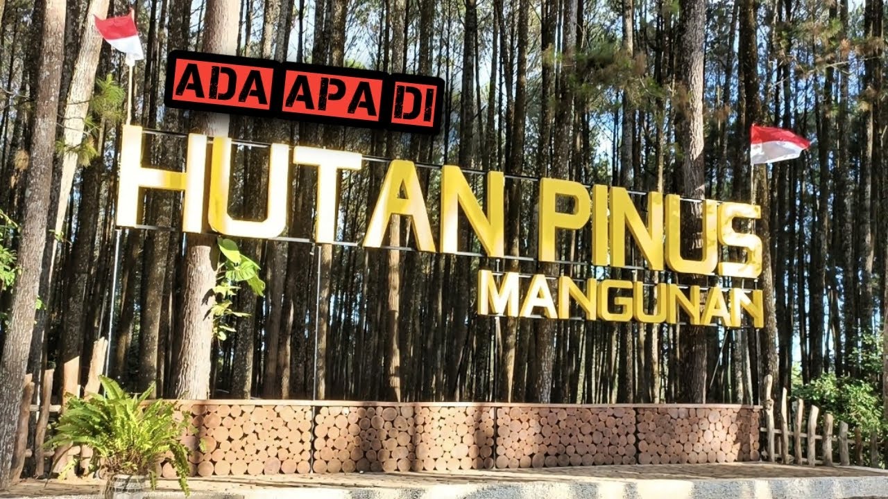 WISATA HUTAN PINUS MANGUNAN  BANTUL YOGYAKARTA 2022