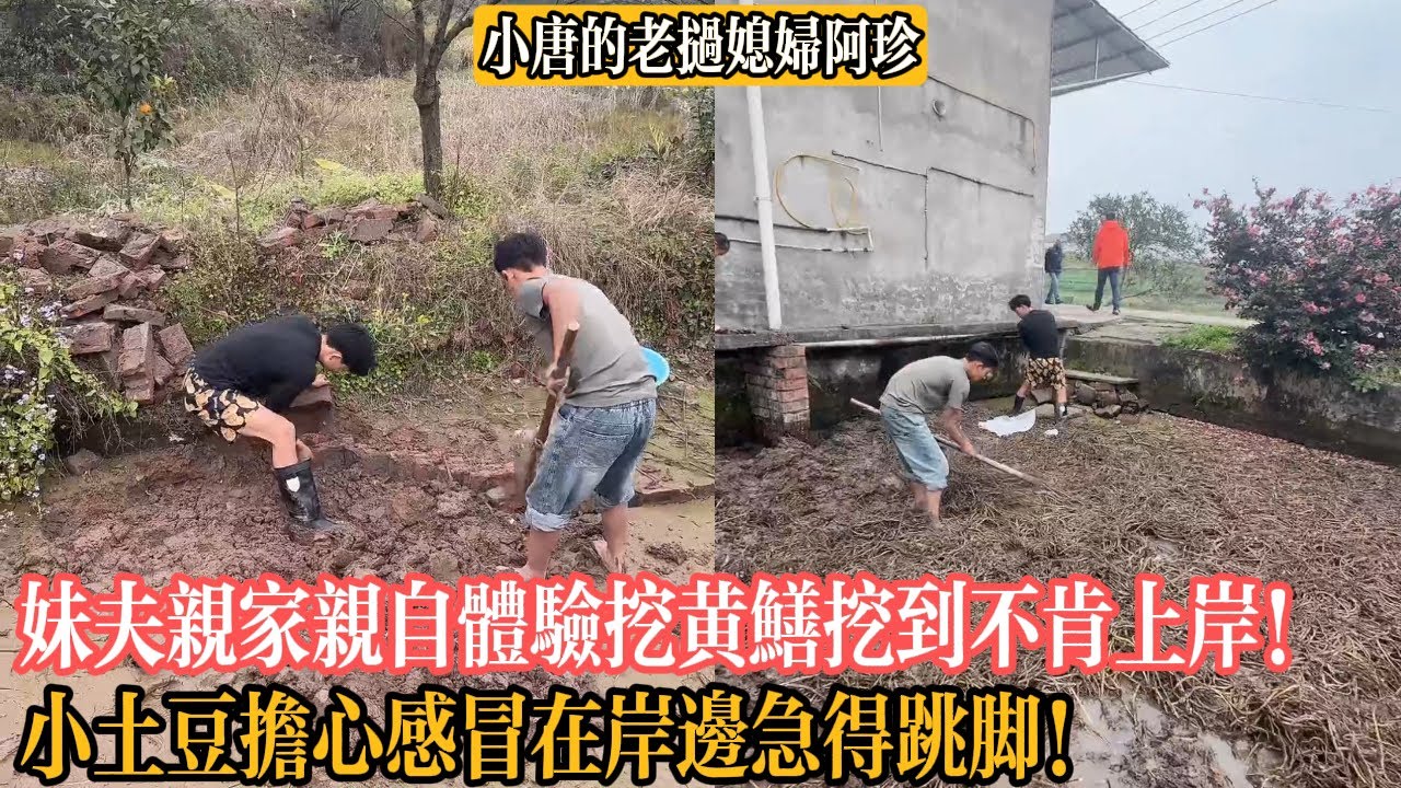 【小唐的老撾媳婦阿珍】妹夫親家親自體驗挖黃鱔挖到不肯上岸！小土豆擔心感冒在岸邊急得跳腳！