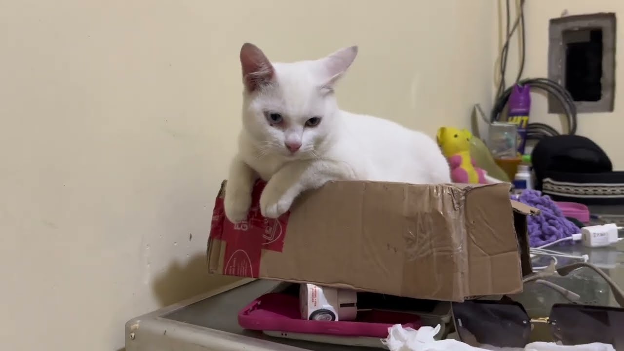 Kucing Lucu Meong Dilatih Bermain. 