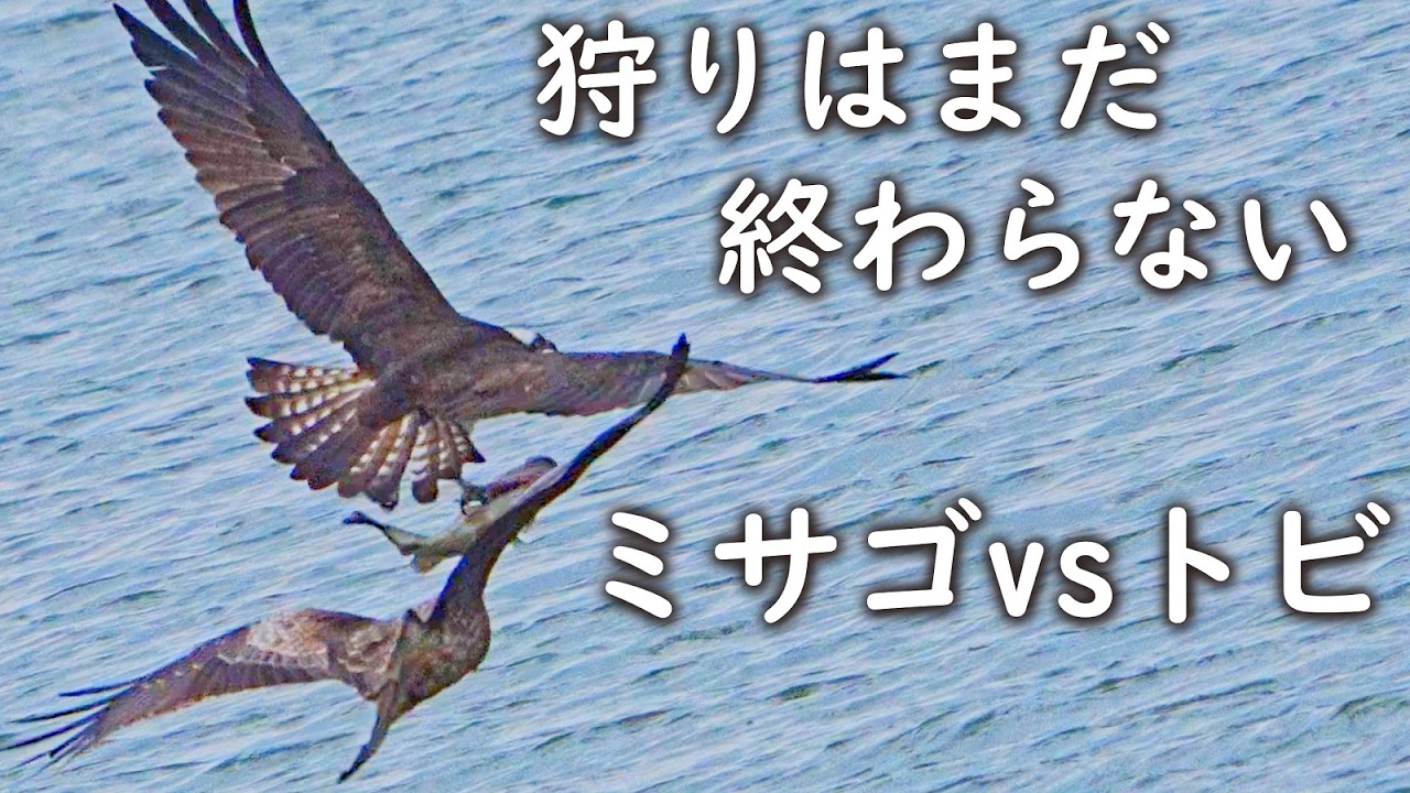 ミサゴvs外来魚vsトビ🦅誰が勝つ？