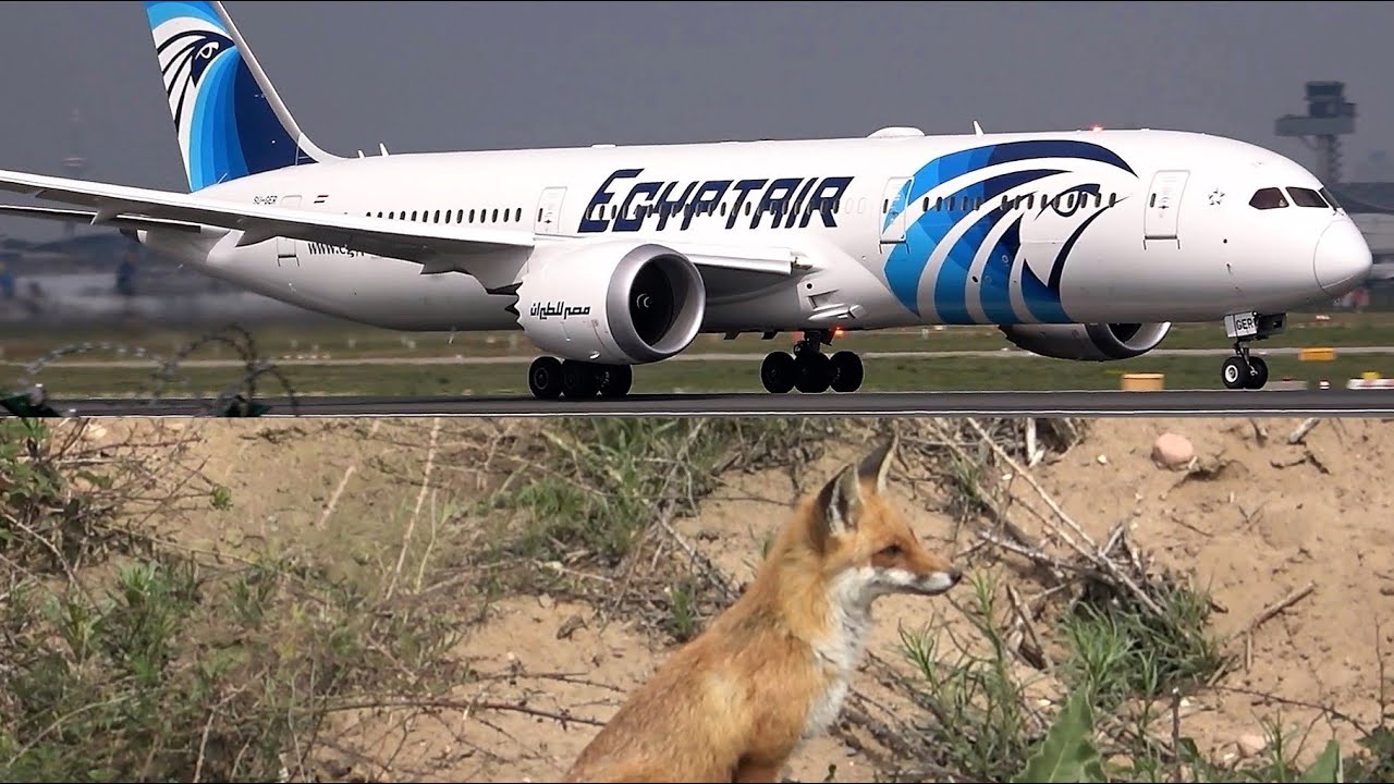 Frankfurt Airport Planespotting 2019 Airbus A330  A380 Boeing 747 757 767 777 787 and a hungry Fox