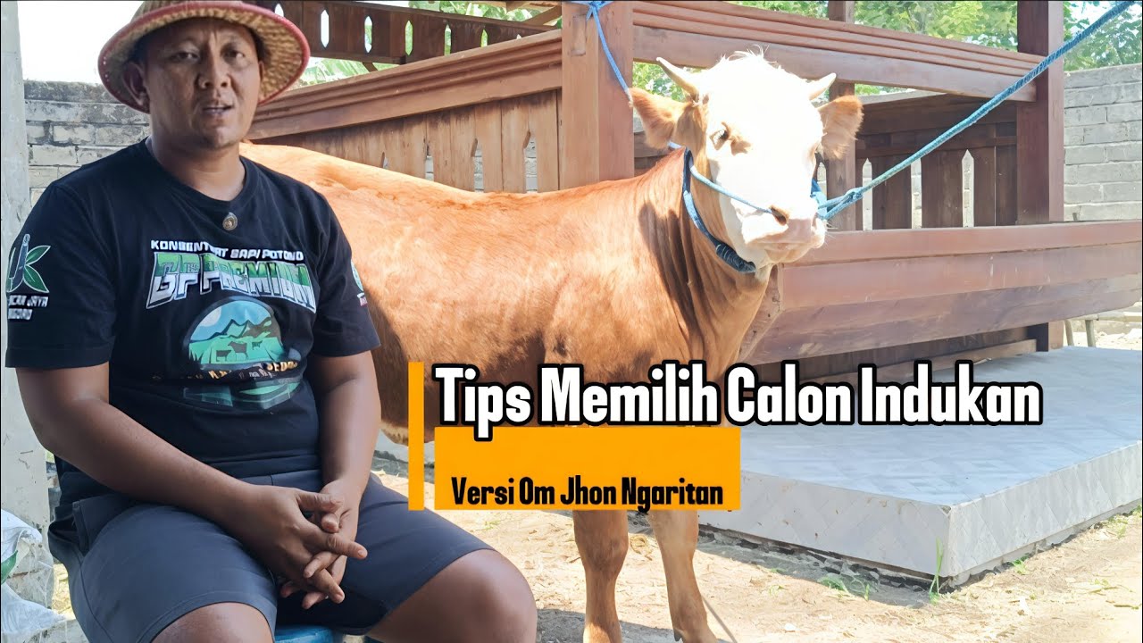 Memilih Sapi Calon Indukan || Ternak Sapi Tak Semudah Teori‼️