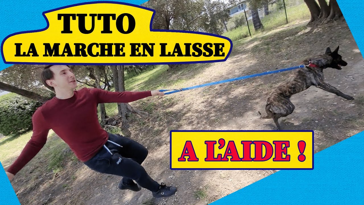 Mon chien tire en laisse ! à l'aide !
