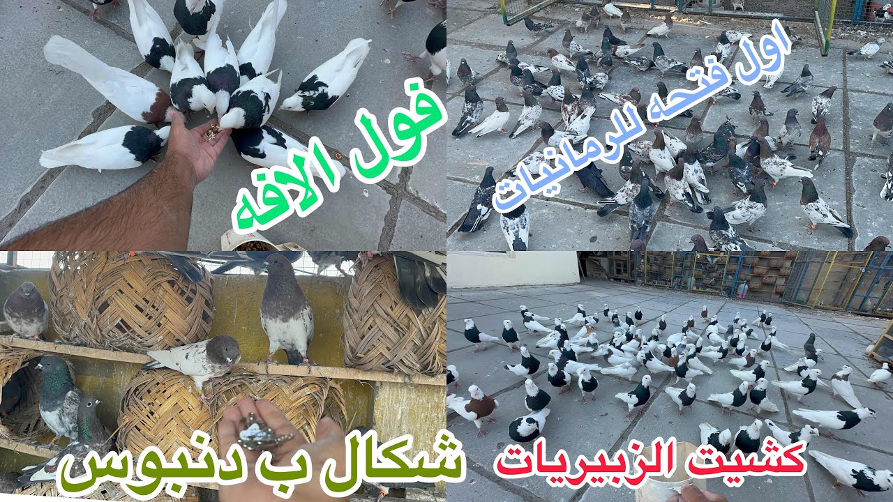 اول فتحه للرمانيات😎اول كشه للزبيريات😍طلعن الليفات شباب😂😂😂😂