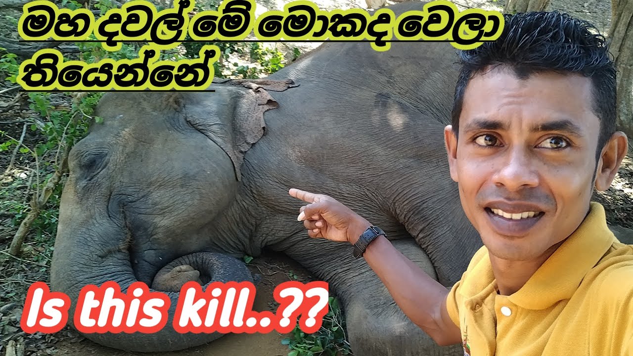 How to sleep elephant / මහ දවල්ට පෙරලිලා නිදාගන්න අලි /srilankan #elephant #srilankanelephants