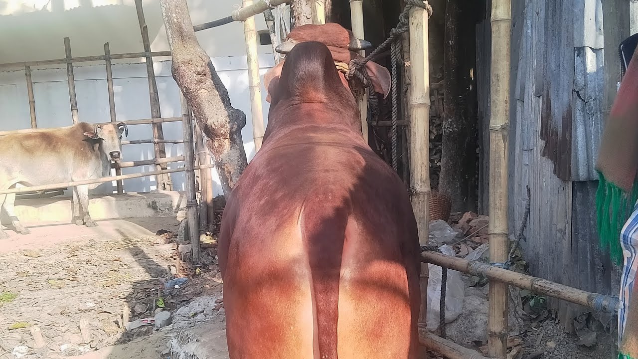  কুরবানী-২৬ খামার উপযোগী সেরা মানের শাহীওয়াল ও দেশাল ষাড় গরু| সিলেট গহরপুর মাদ্রাসা বাজার, ৬.২.২৬