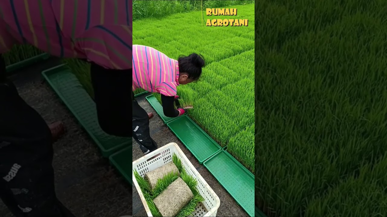 Teknologi Penyemaian Untuk Mesin Tanam Padi