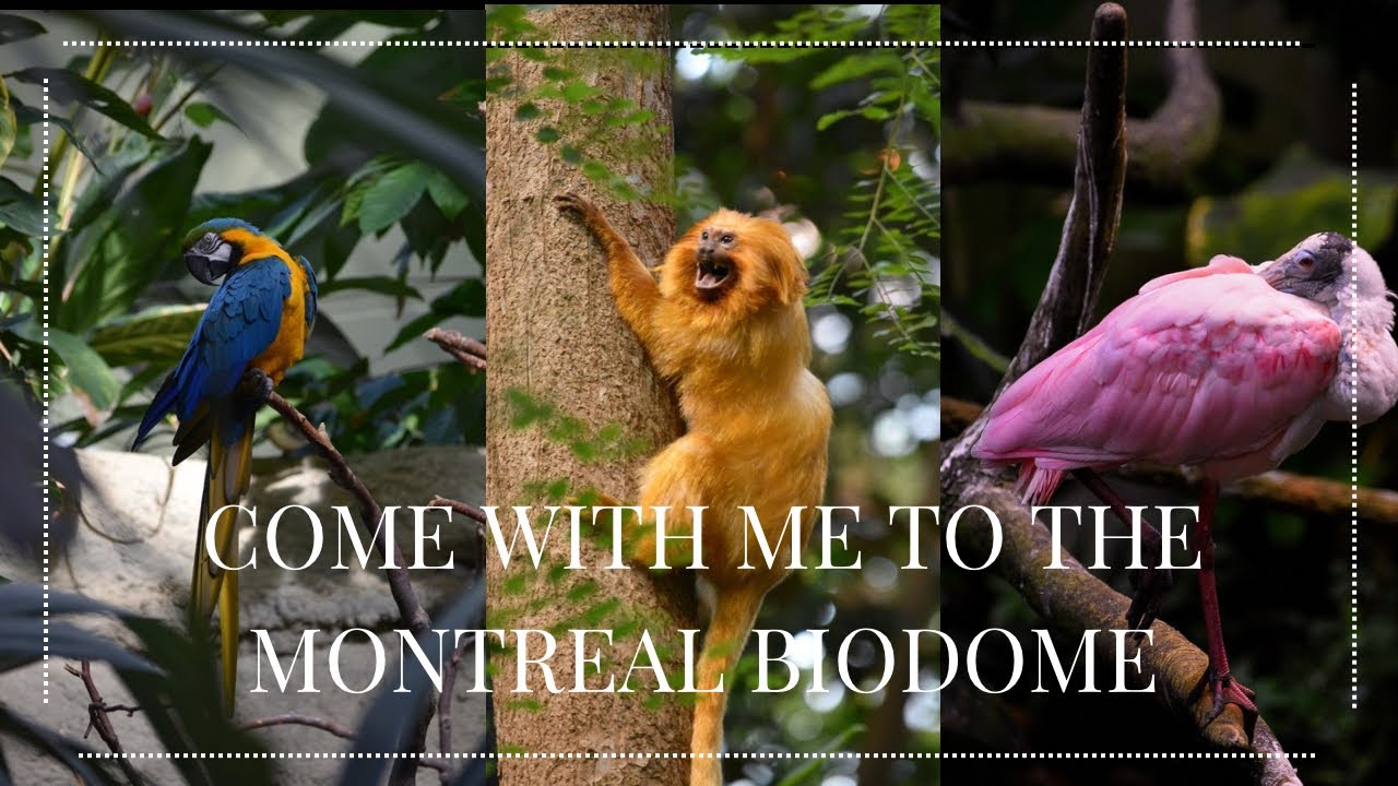 Come with me Montreal vlog | Birthday outing at the Montreal biodome