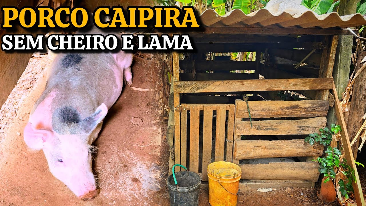 NOSSO CHIQUEIRO SEM CHEIRO E LEITOA CAIPIRA  #fyp #fypシ #sitio #roça #porco 