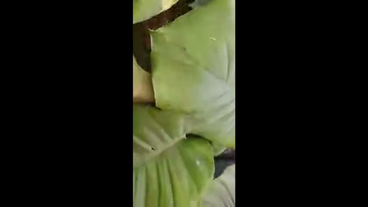 Bhajan With Gayatri। सुविचारो से मार्गदर्शन।  लाइव है!गेंदा का पेड़ पेड़ पर बहुत से फूल।