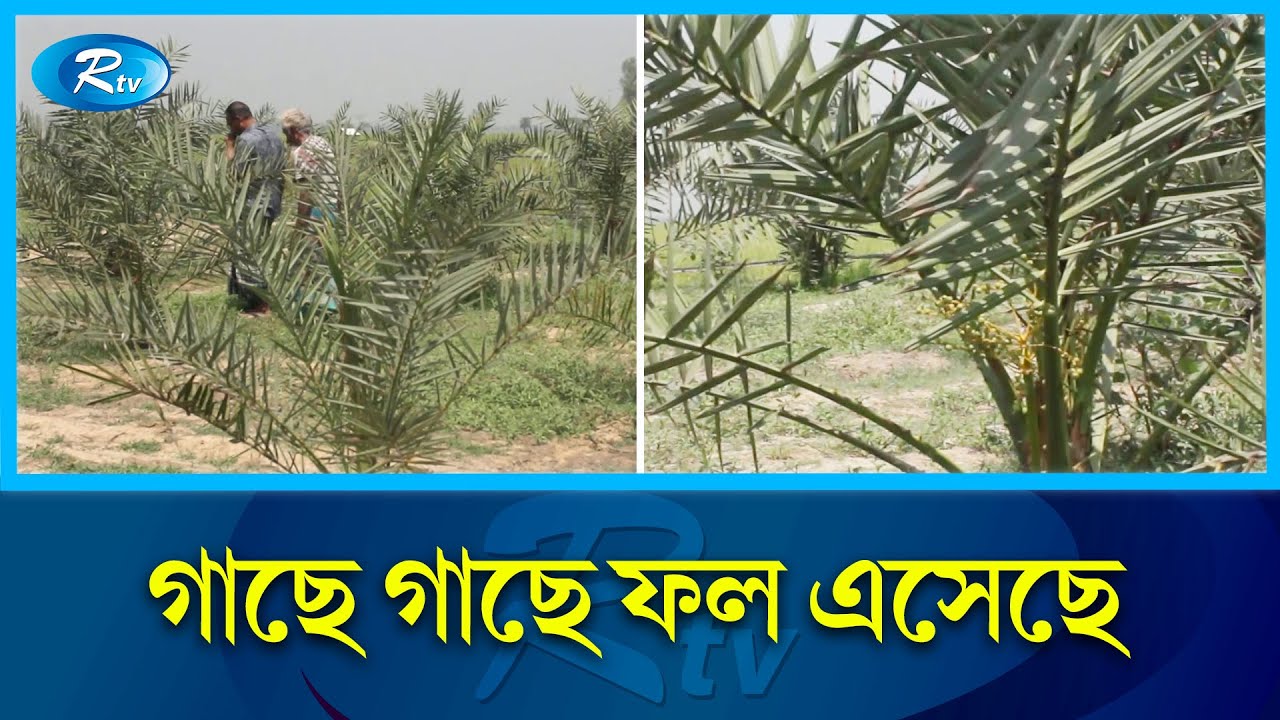 সৌদির মরিয়ম ও আজোয়া খেজুর চাষ হচ্ছে নওগাঁয় | Naogaon | Saudi Arabia | Rtv News